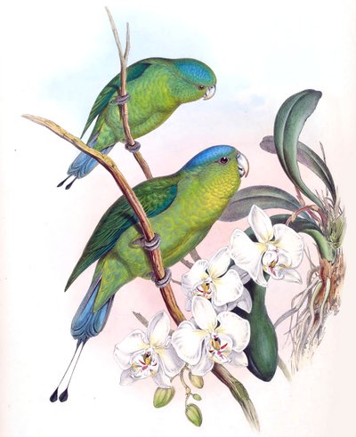 Prioniturus spatuliger = Prioniturus discurus door John Gould